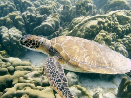 IMG 3740 Green Sea Turtle